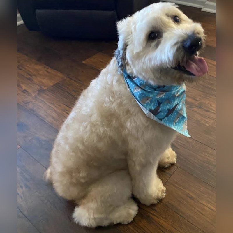 A fluffy white dog in a blue bandana after its groom
