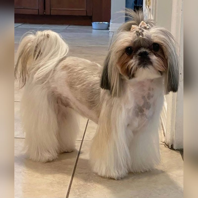 A Shih Tzu with a long, silky coat and a bow, standing on a tile floor