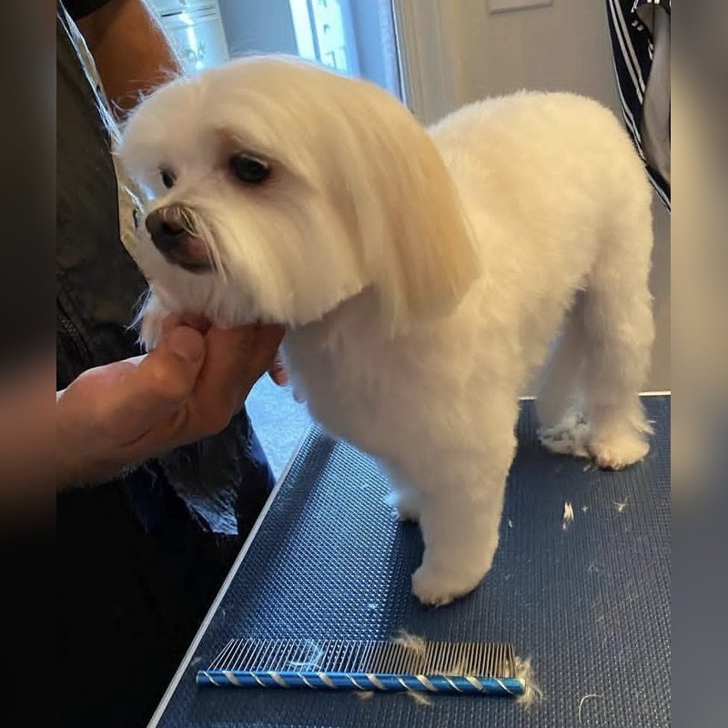 A white dog with a rounded teddy style trim on the grooming table