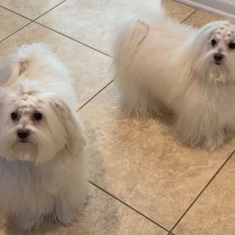 Two small white dogs after their grooms