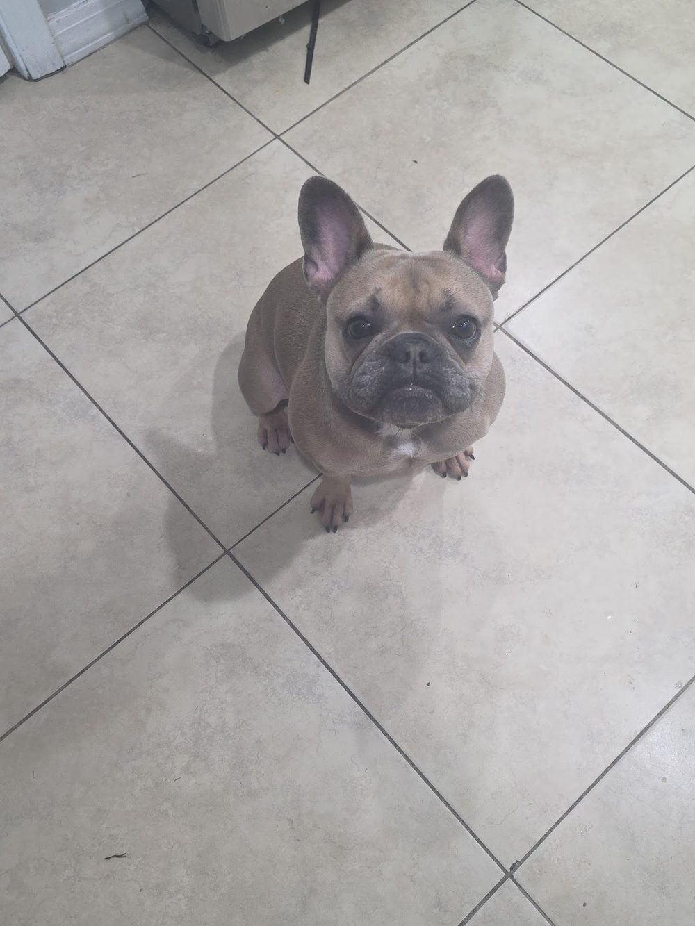 A French Bulldog after a bath and tidy up