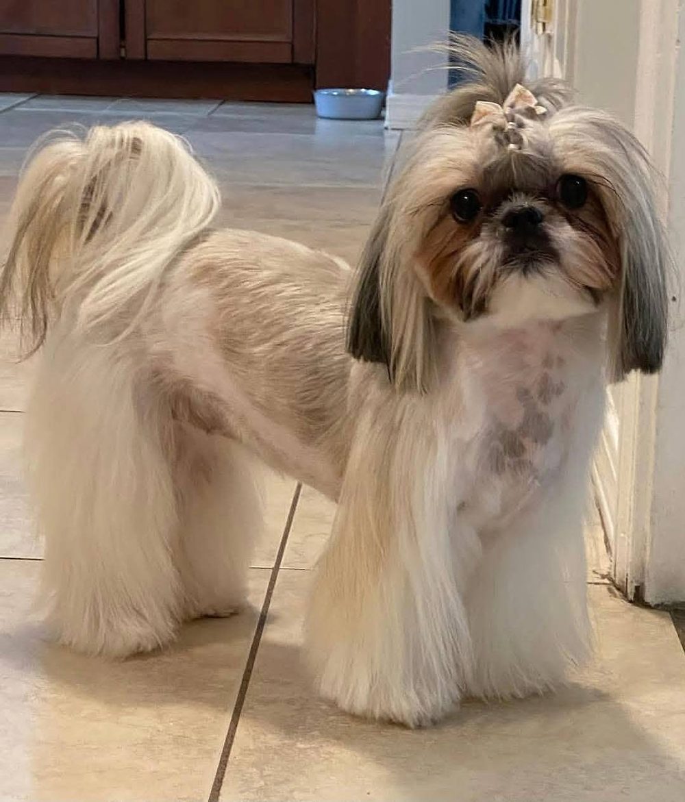 A Shih Tzu with a long silky coat standing on a tile floor after its groom