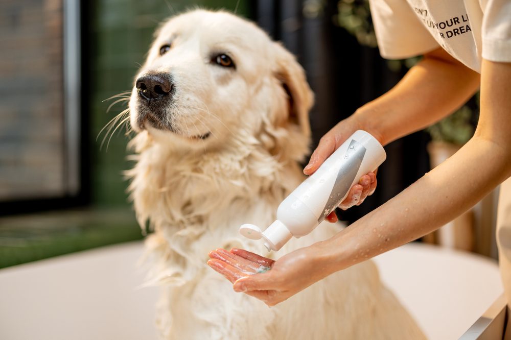 A Golden Retriever being lathered with premium shampoo