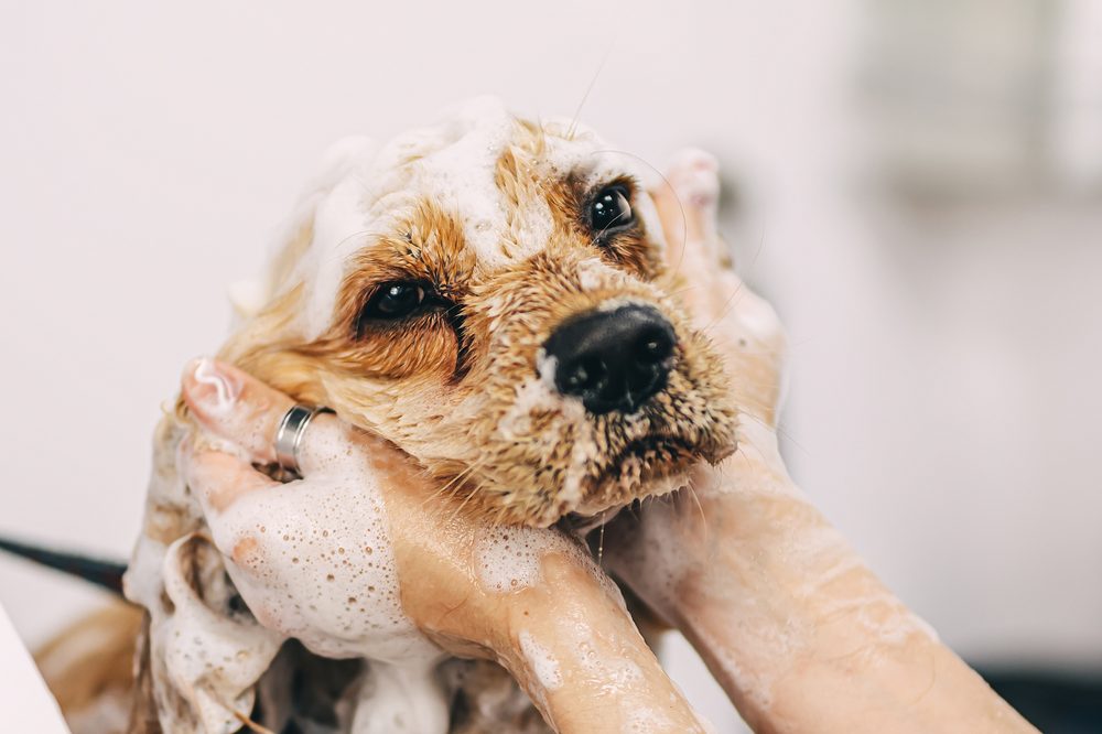 A tear free facial lather on a small dog