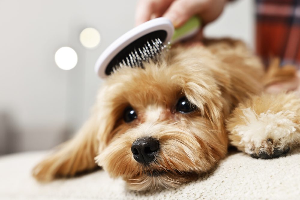 A slicker brush working through a dog's coat