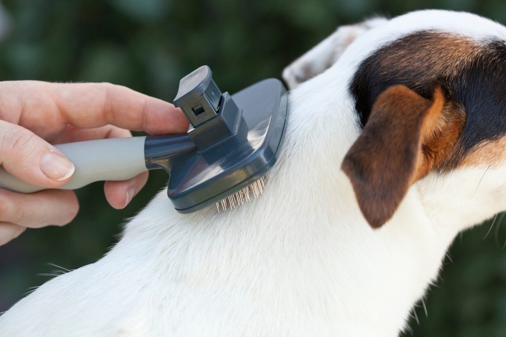 An undercoat rake clearing loose fur from a dog's coat