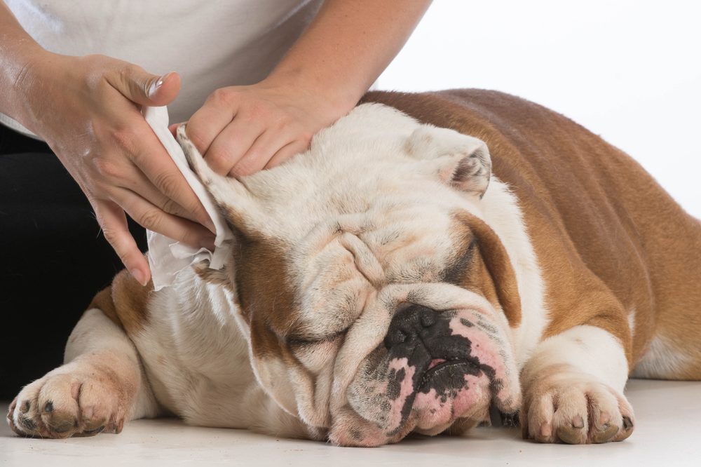 A gentle ear cleaning on a resting dog