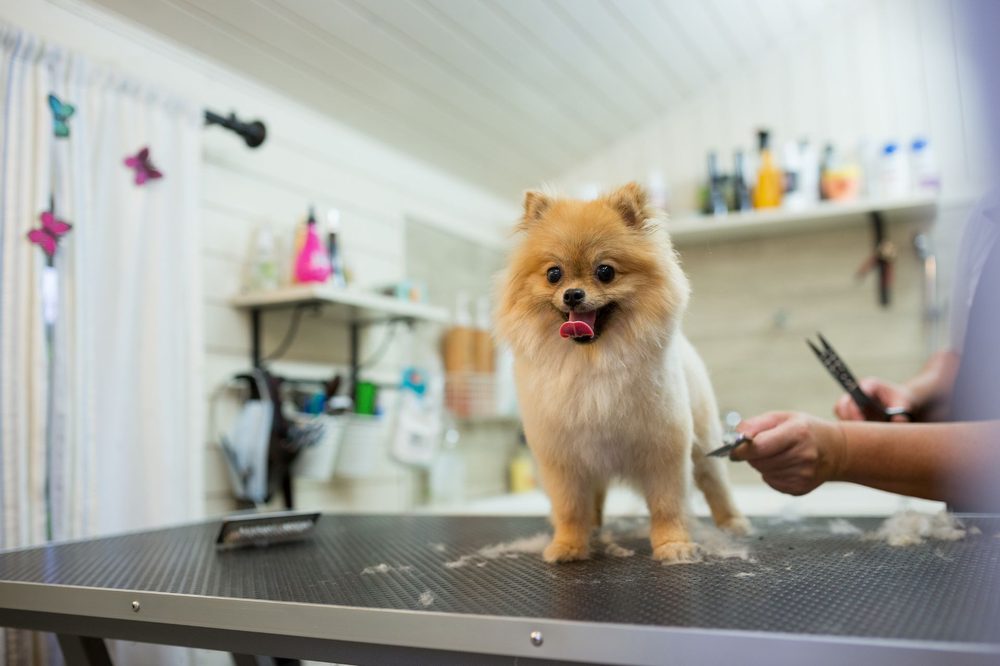 A Pomeranian standing on the grooming table while it is trimmed