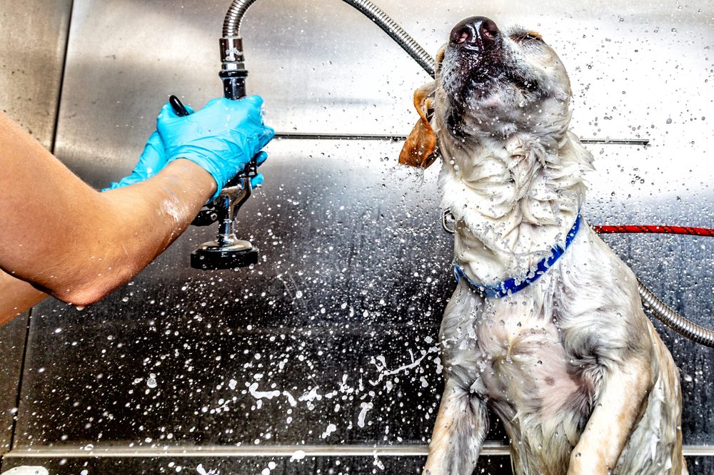 A dog being rinsed in the tub after a medicated bath
