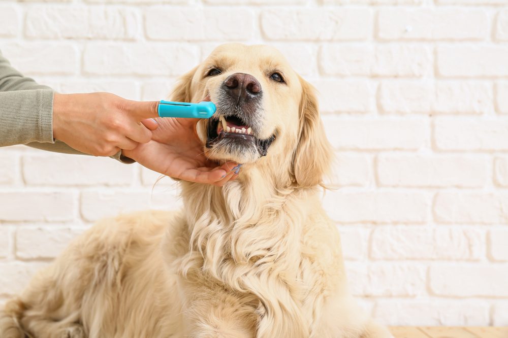 Teeth brushing on a calm Golden Retriever