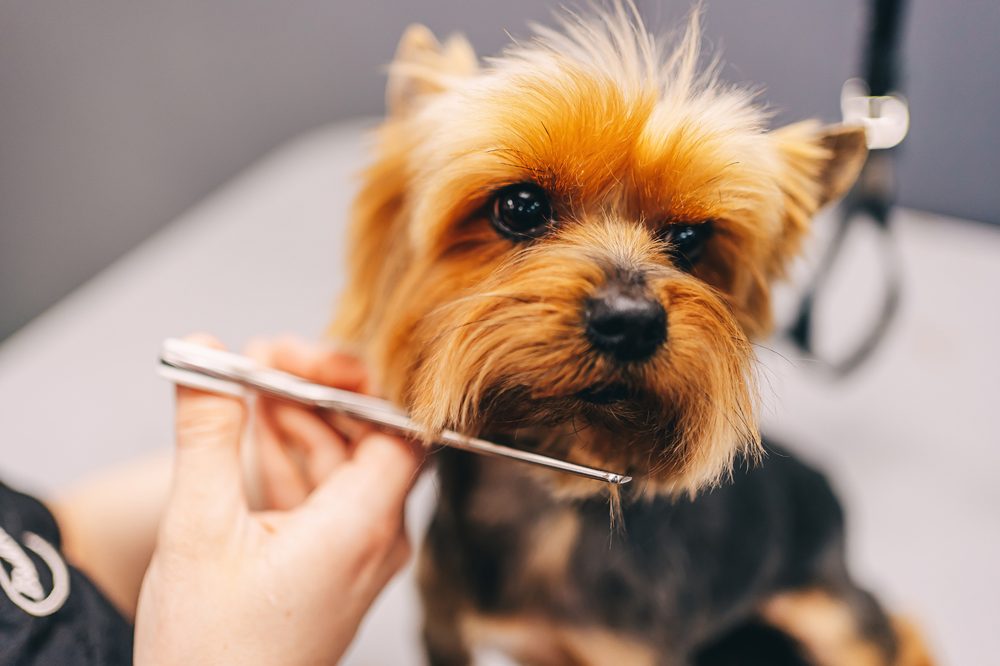 Scissor work on a Yorkshire Terrier's face during a full groom